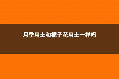 栀子月季…喝口酸甜水，砰砰冒花苞，比打鸡血还管用！ (月季用土和栀子花用土一样吗)