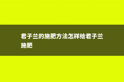 君子兰肥料怎样自制 (君子兰的施肥方法怎样给君子兰施肥)