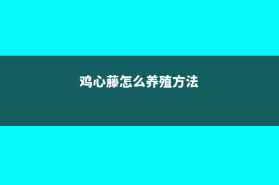 鸡心藤怎么养殖 (鸡心藤怎么养殖方法)