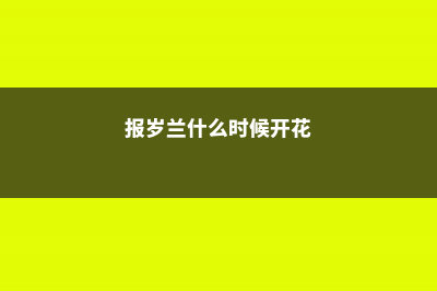 报岁兰怎么养 (报岁兰什么时候开花)