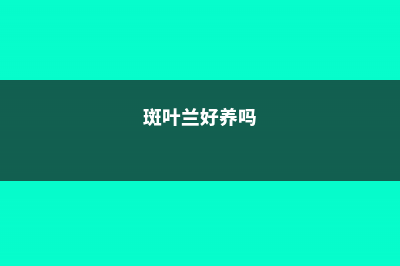 斑叶兰怎么养 (斑叶兰好养吗)