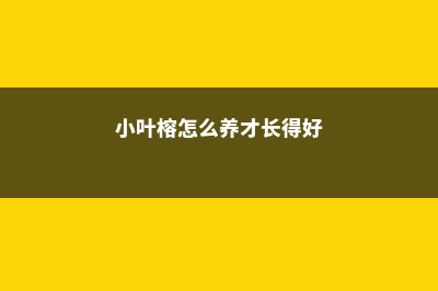 小叶榕怎么养 (小叶榕怎么养才长得好)