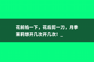 花前掐一下，花后剪一刀，月季茉莉想开几次开几次！ 