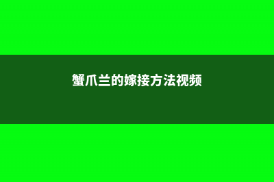 蟹爪兰的嫁接方法 (蟹爪兰的嫁接方法视频)