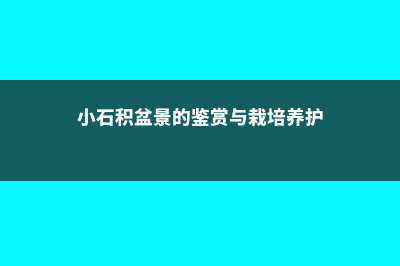 小石积怎么养 (小石积盆景的鉴赏与栽培养护)