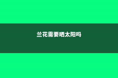 兰花要晒太阳吗 (兰花需要晒太阳吗)