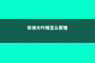 非洲大叶榕怎么养 (非洲大叶榕怎么繁殖)