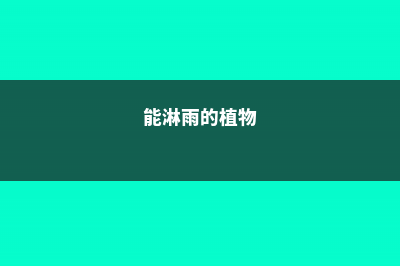 这5种花一淋雨就死，再不往回搬，后悔都来不及！ (能淋雨的植物)