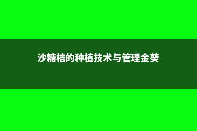 沙糖桔的种植技术与管理 (沙糖桔的种植技术与管理金葵)