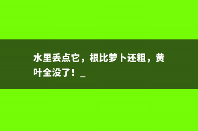 水里丢点它，根比萝卜还粗，黄叶全没了！ 