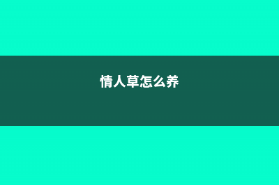 情人草怎么养 (情人草怎么养)