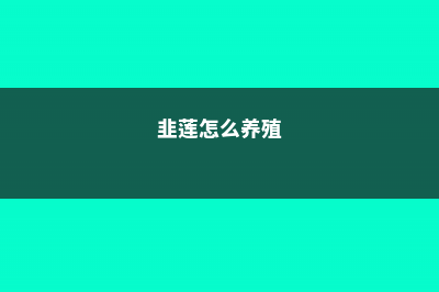 韭莲怎么养 (韭莲怎么养殖)