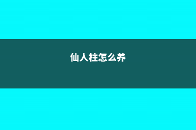 仙人柱怎么养 (仙人柱怎么养)