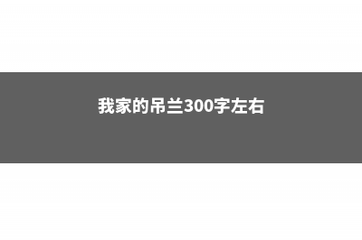 她家的吊兰根比火腿粗，花盆都撑裂了，秘诀竟是这个！ (我家的吊兰300字左右)