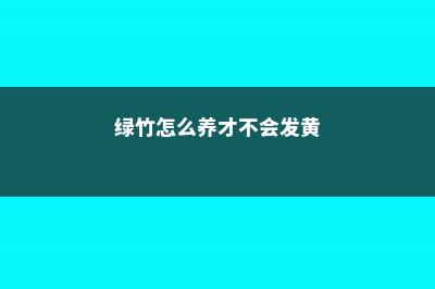 绿竹怎么养 (绿竹怎么养才不会发黄)