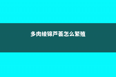 绫锦芦荟怎么养 (多肉绫锦芦荟怎么繁殖)