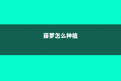 藤萝怎么养 (藤萝怎么种植)