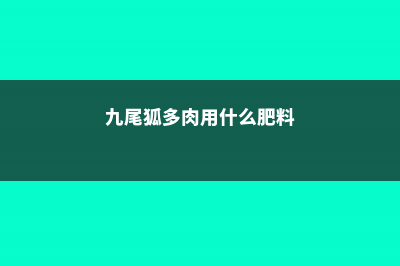 多肉用什么肥料最好 (九尾狐多肉用什么肥料)