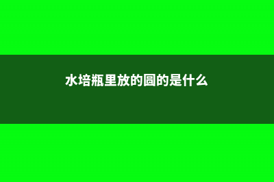 水培瓶里加点它，2天消除臭味，再也不招虫！ (水培瓶里放的圆的是什么)