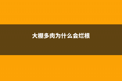 大棚多肉为什么长得快 (大棚多肉为什么会烂根)