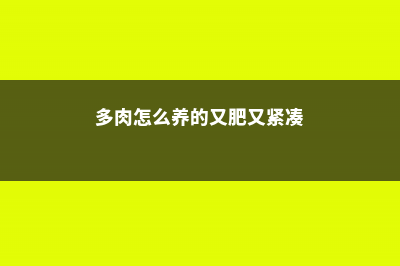 多肉怎么养的又肥又胖 (多肉怎么养的又肥又紧凑)