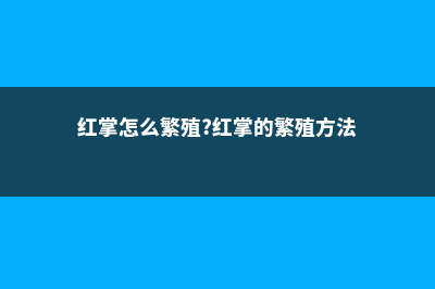 红掌怎么繁殖 (红掌怎么繁殖?红掌的繁殖方法)