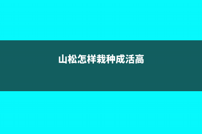 山松怎么养 (山松怎样栽种成活高)