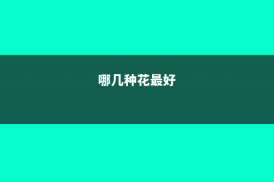 这5种花，给点光就开爆盆，漂亮又好养！ (哪几种花最好)