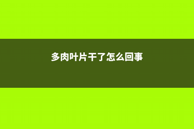 多肉叶子干成皮？恭喜你，养成多肉老桩啦！ (多肉叶片干了怎么回事)