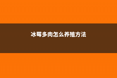 冰莓多肉怎么养 (冰莓多肉怎么养殖方法)