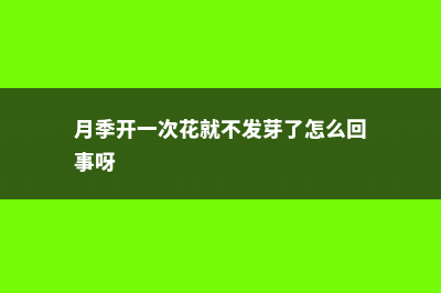 月季开1次就停？赶紧加点料，狂冒花苞再开半年！ (月季开一次花就不发芽了怎么回事呀)