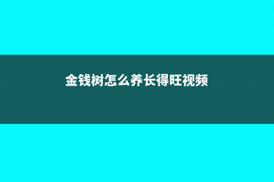 金钱树怎么养长得快 (金钱树怎么养长得旺视频)