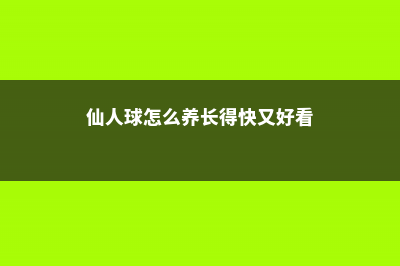 仙人球怎么养长得快 (仙人球怎么养长得快又好看)