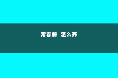 常春藤怎么养长得快 (常春藤 怎么养)