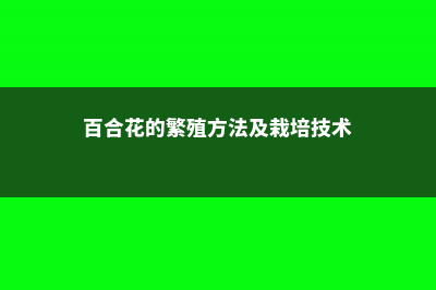 百合花的繁殖方法 (百合花的繁殖方法及栽培技术)