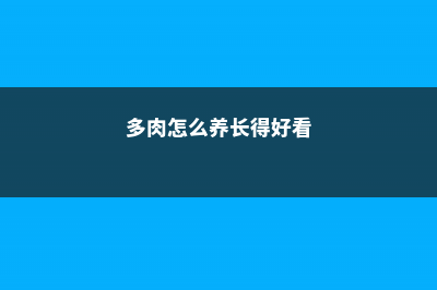 多肉怎么养长得快 (多肉怎么养长得好看)