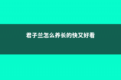 君子兰怎么养长得快 (君子兰怎么养长的快又好看)