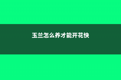 玉兰怎么养 (玉兰怎么养才能开花快)