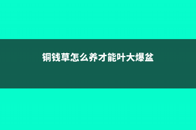 铜钱草怎么养 (铜钱草怎么养才能叶大爆盆)