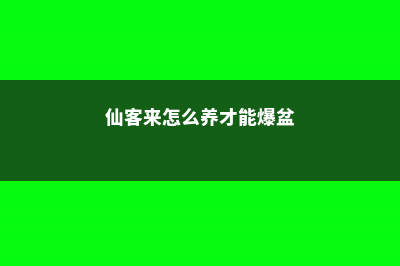 仙客来怎么养 – (仙客来怎么养才能爆盆)