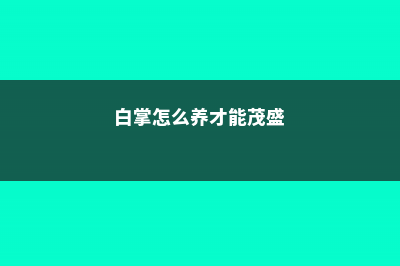 白掌怎么养 (白掌怎么养才能茂盛)