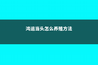 鸿运当头怎么养 (鸿运当头怎么养殖方法)