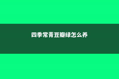 豆瓣绿怎么养 (四季常青豆瓣绿怎么养)