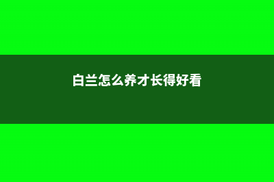 白兰怎么养 (白兰怎么养才长得好看)