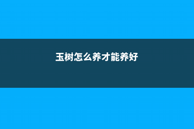 玉树怎么养 (玉树怎么养才能养好)