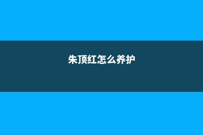 朱顶红怎么养 (朱顶红怎么养护)