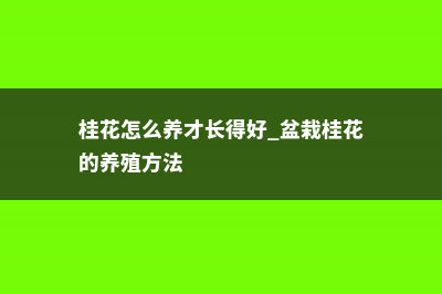 桂花怎么养 (桂花怎么养才长得好 盆栽桂花的养殖方法)