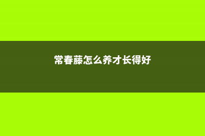 常春藤怎么养 (常春藤怎么养才长得好)