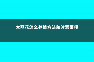 大丽花怎么养 (大丽花怎么养殖方法和注意事项)