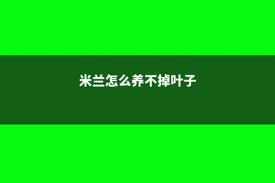 米兰怎么养 (米兰怎么养不掉叶子)